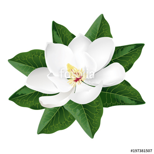 Magnolia Flower Vector at Collection of Magnolia Flower Vector free for