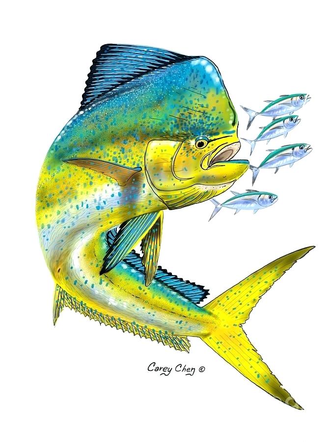 Mahi Mahi Vector at Collection of Mahi Mahi Vector