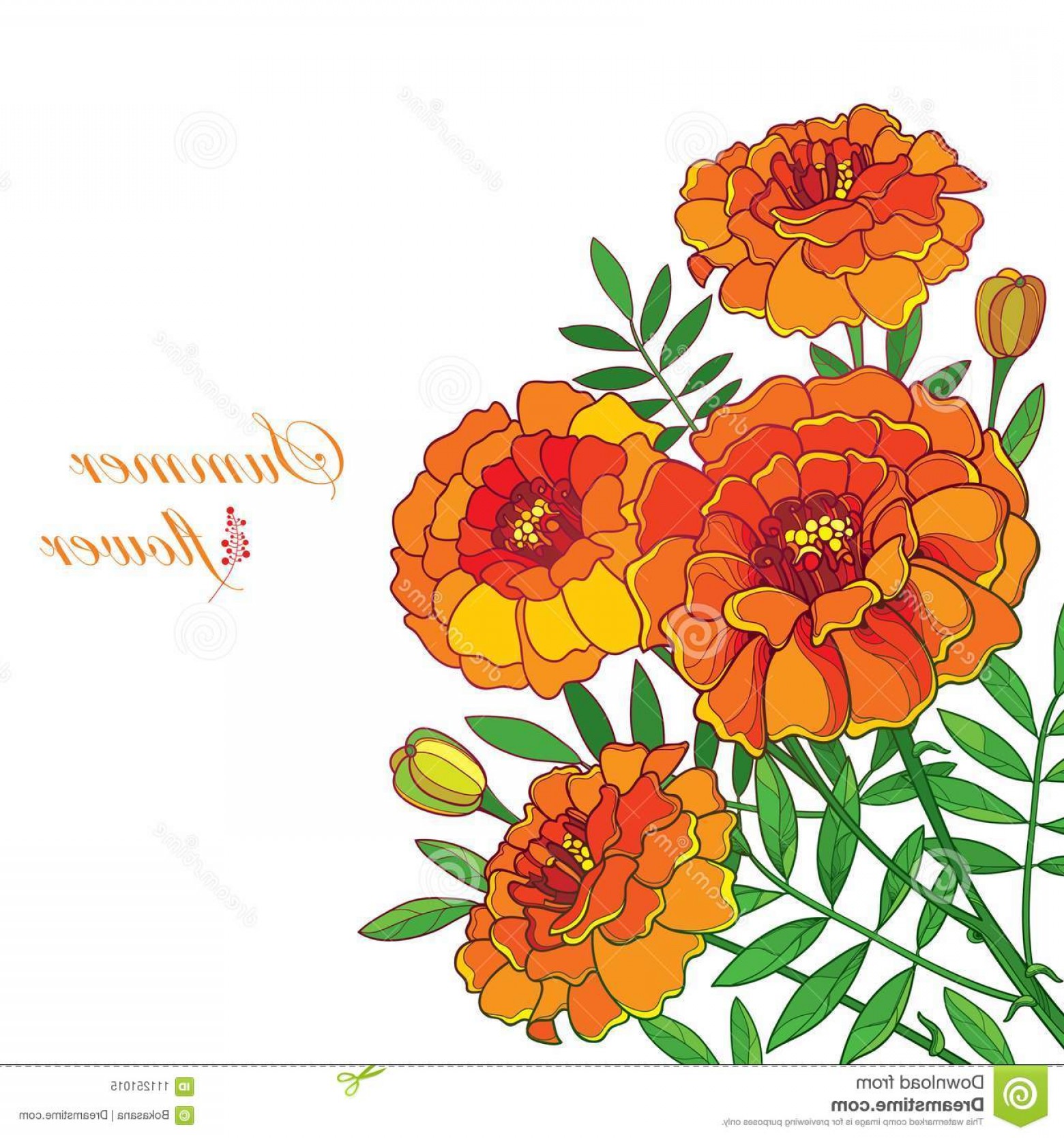 Marigold Flower Vector at Collection of Marigold