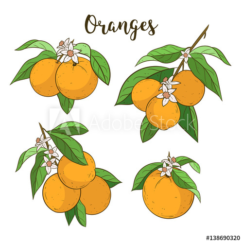 Orange Tree Vector at Collection of Orange Tree