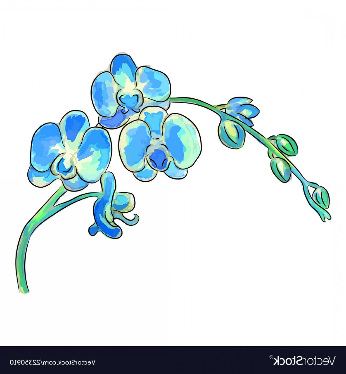 Orchid Vector at Collection of Orchid Vector free for