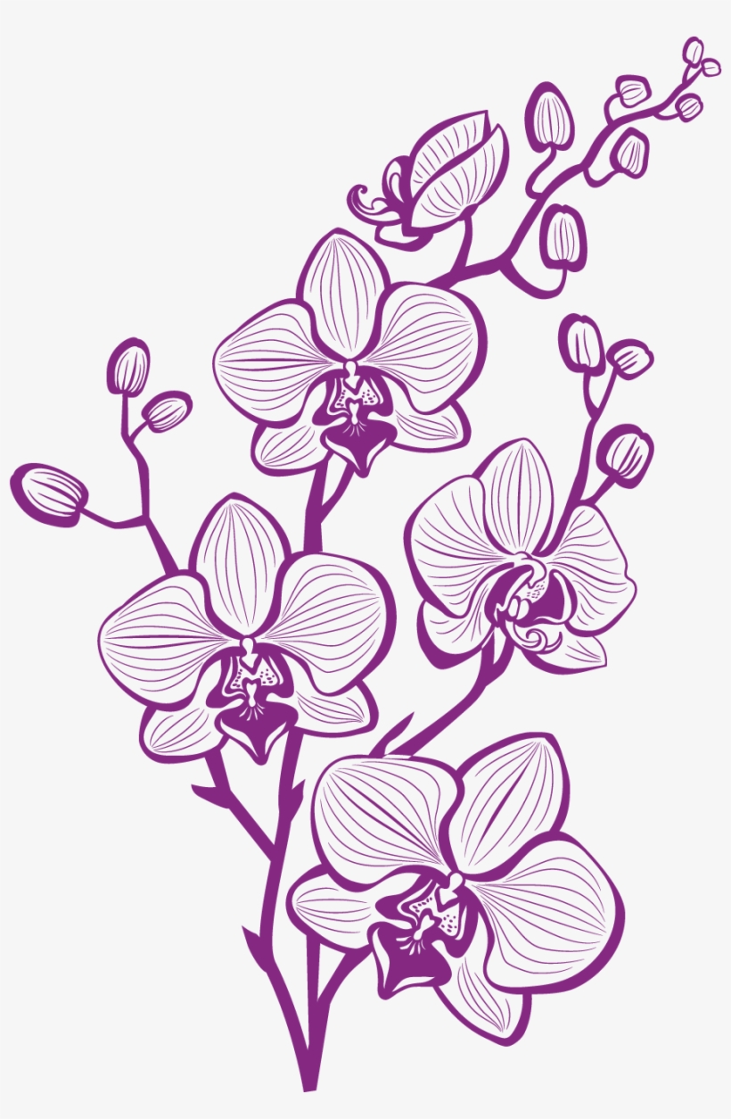 Orchid Vector at Collection of Orchid Vector free for