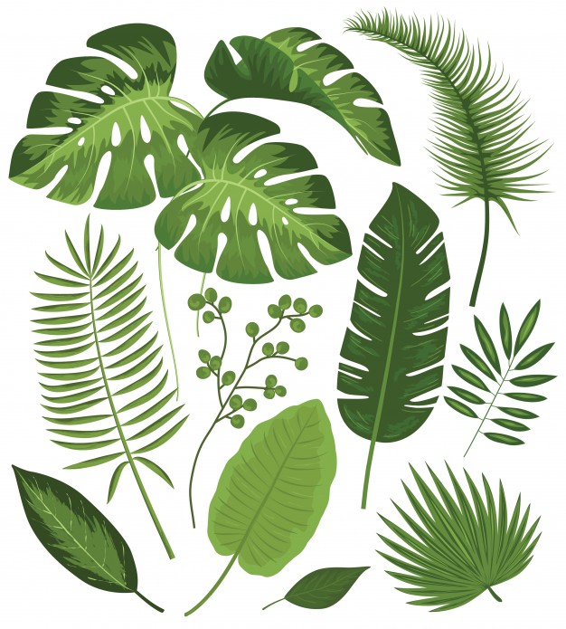 Plant Vector Art at Collection of Plant Vector Art