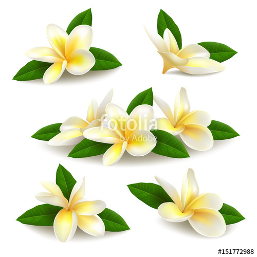Plumeria Vector at Collection of Plumeria Vector free