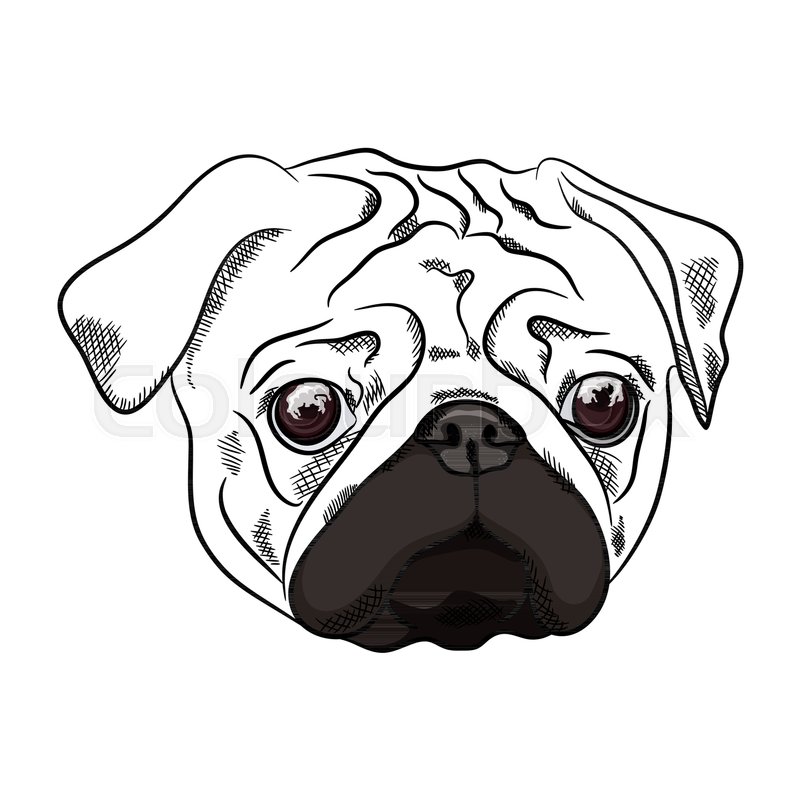 Pug Vector at Collection of Pug Vector free for