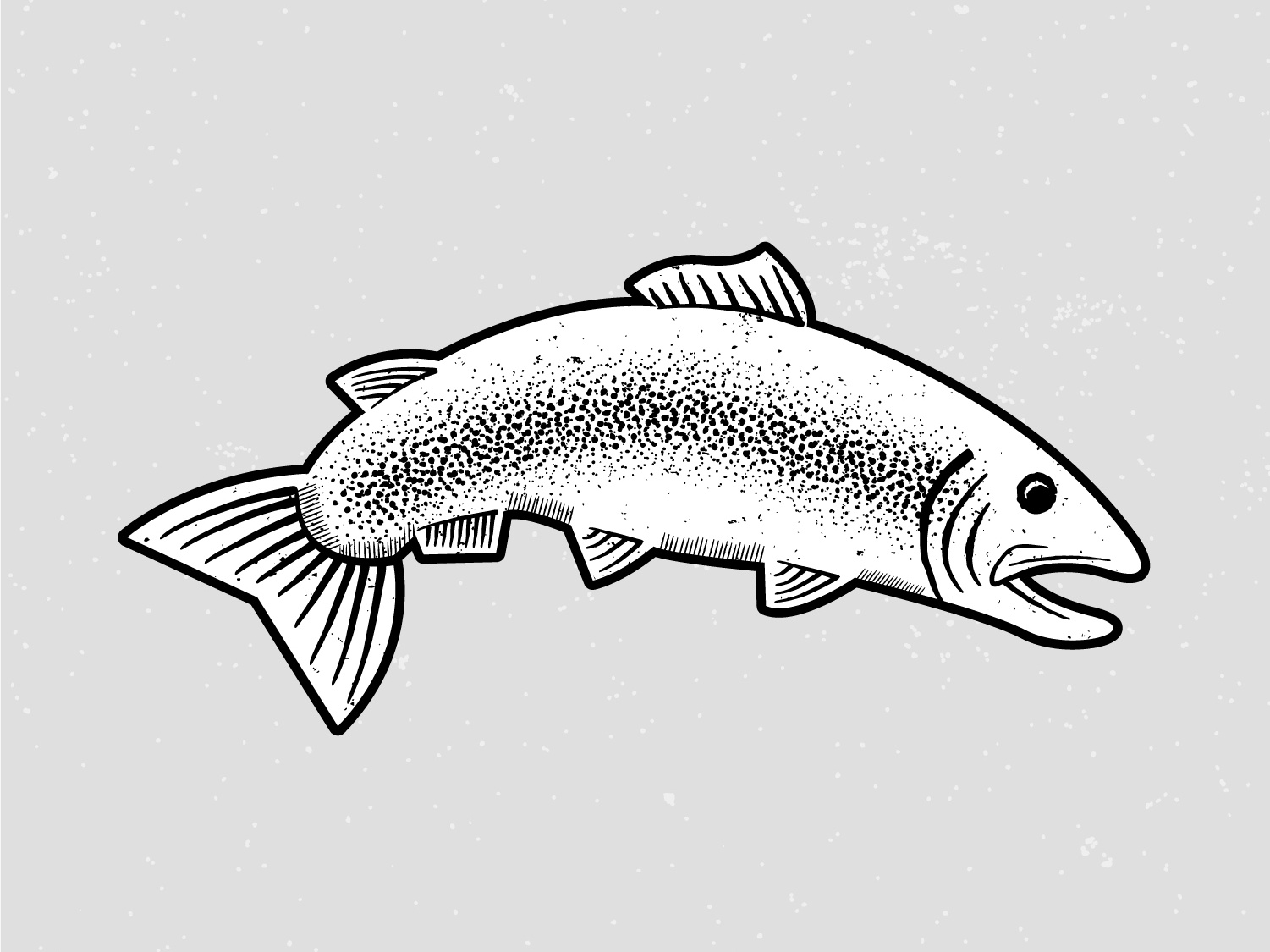 Rainbow Trout Vector at Collection of Rainbow Trout