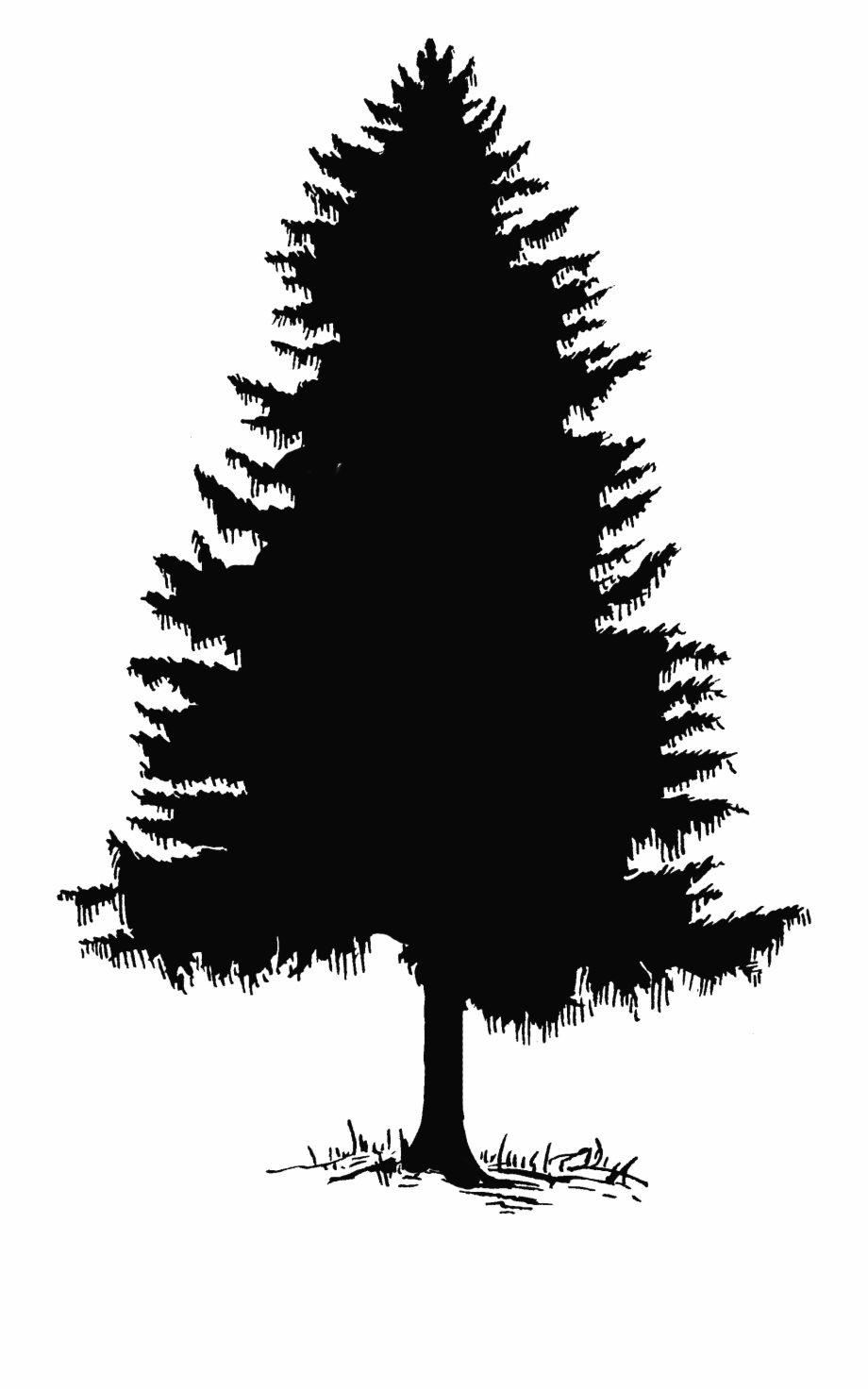 Redwood Tree Silhouette Vector at