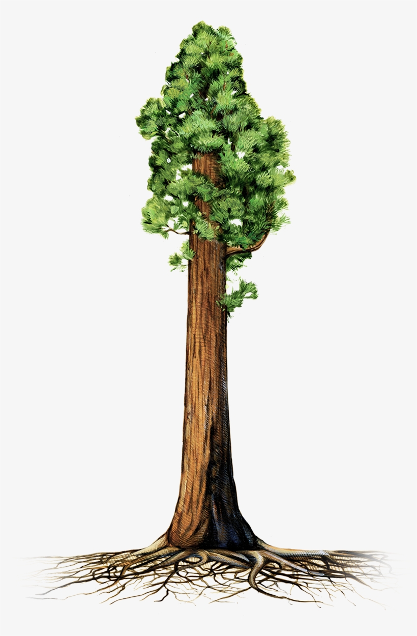 Redwood Tree Silhouette Vector at