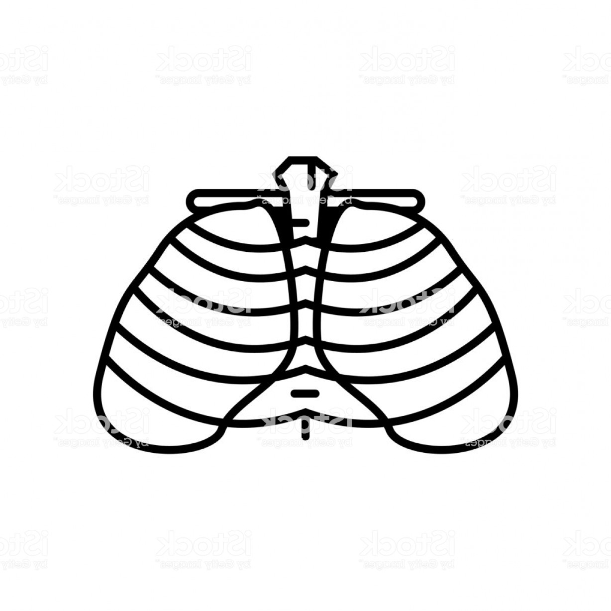 Ribs Vector at Collection of Ribs Vector free for
