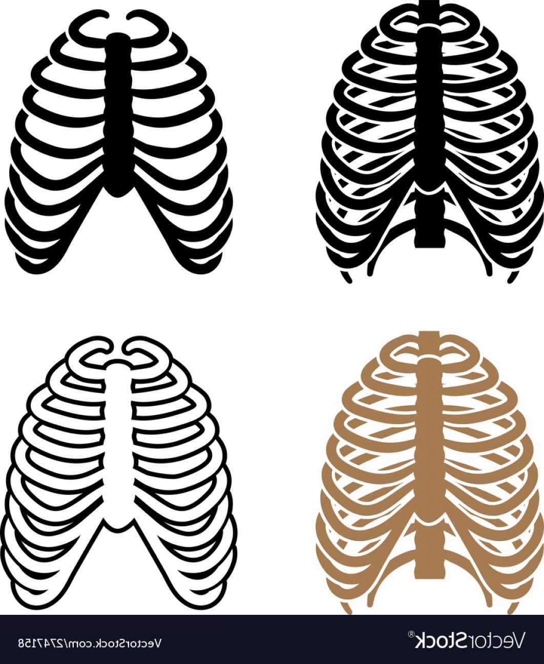 Ribs Vector at Collection of Ribs Vector free for