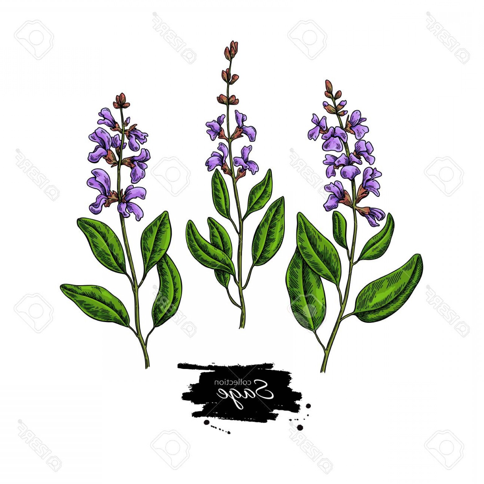 Sage Vector at Collection of Sage Vector free for