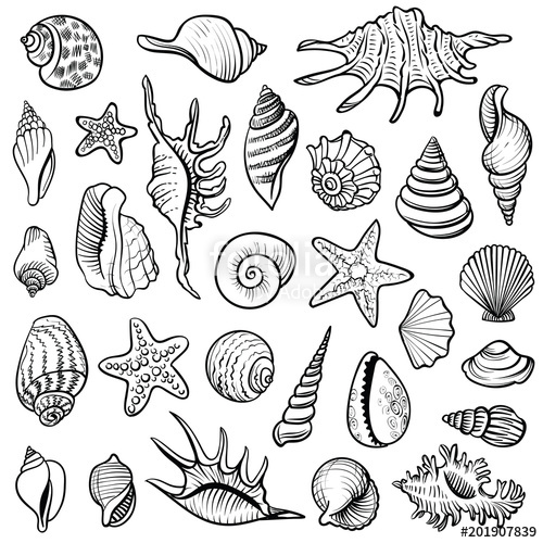 Seashell Vector Free at Collection of Seashell Vector Free free for personal use