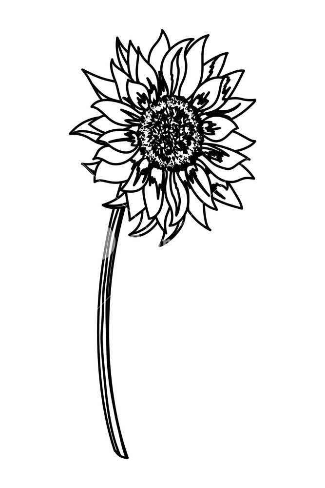 Free SVG Sunflower Clipart Black And White Svg 2911+ File Include SVG PNG EPS DXF