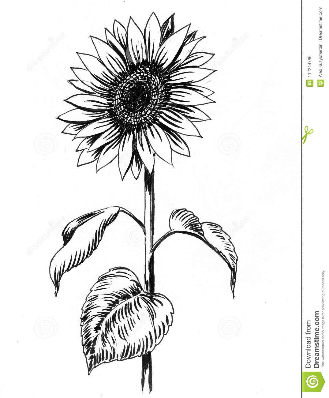 Sunflower Vector Black And White at Collection of Sunflower Vector Black And