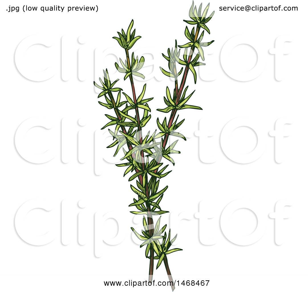 Thyme Vector at Collection of Thyme Vector free for