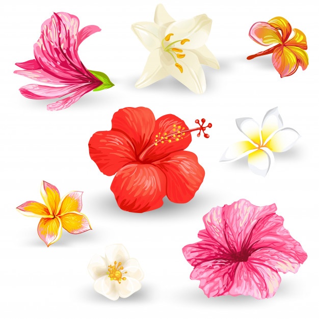 Tropical Flower Vector at Collection of Tropical Flower Vector free for