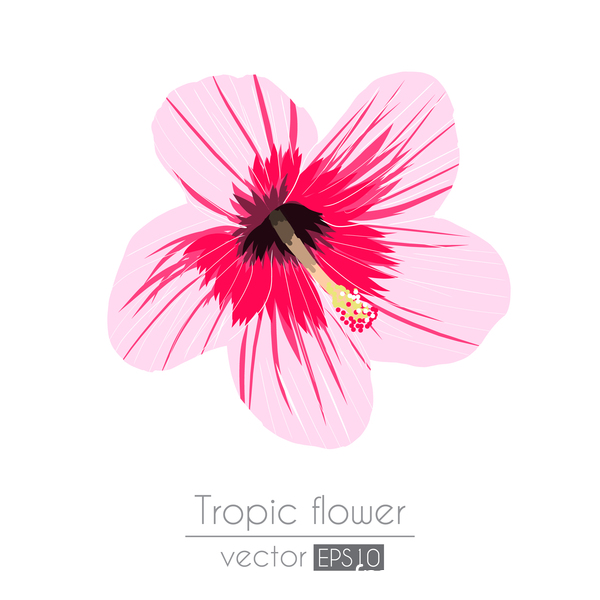 Tropical Flower Vector at Collection of Tropical Flower Vector free for