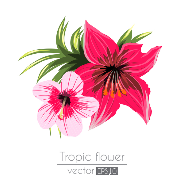 Tropical Flower Vector at Collection of Tropical Flower Vector free for