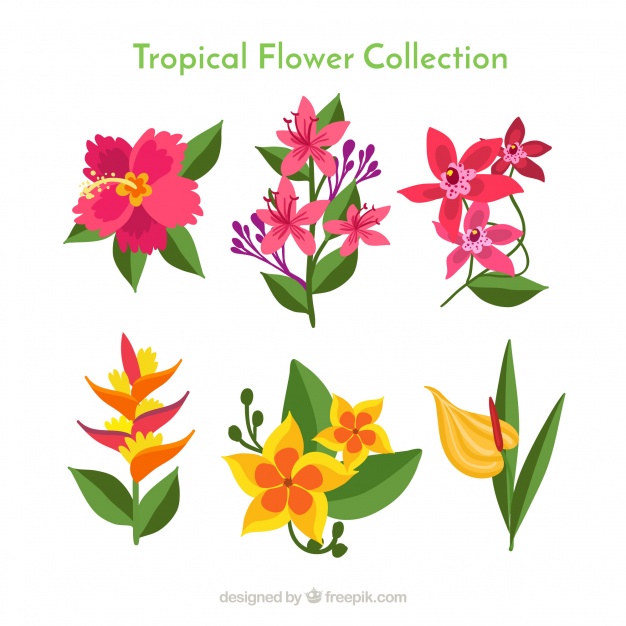 Tropical Flower Vector at Collection of Tropical Flower Vector free for