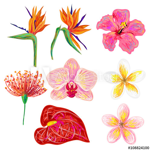 Tropical Flower Vector at Collection of Tropical Flower Vector free for