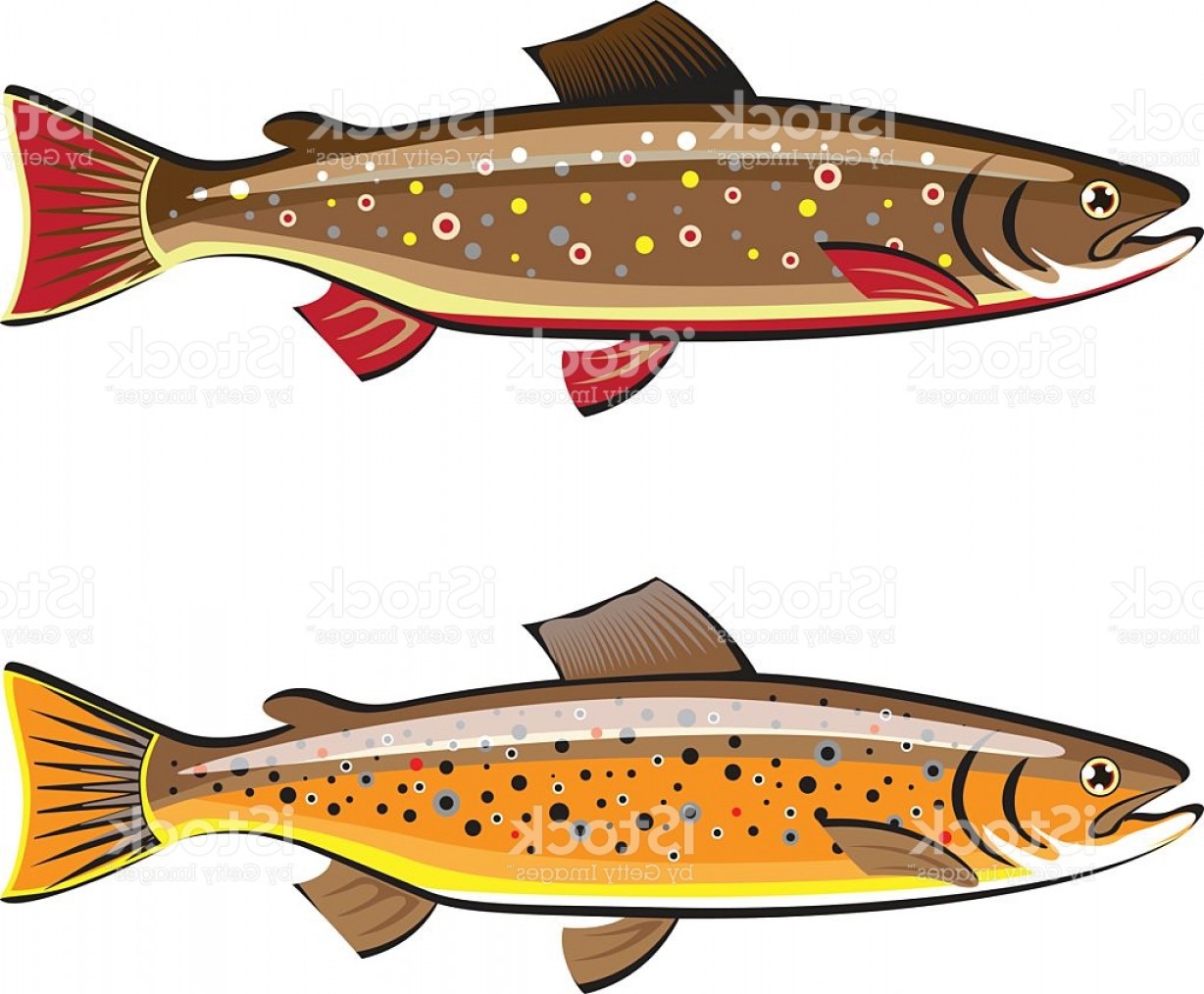 Trout Vector at Collection of Trout Vector free for