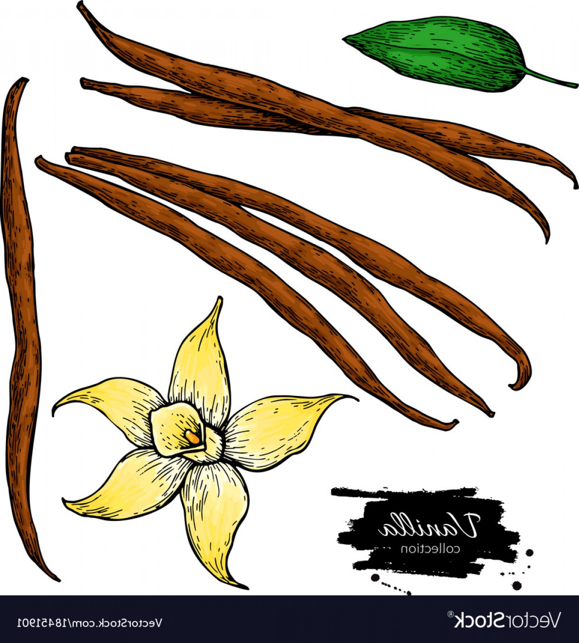 Vanilla Bean Vector at Collection of Vanilla Bean