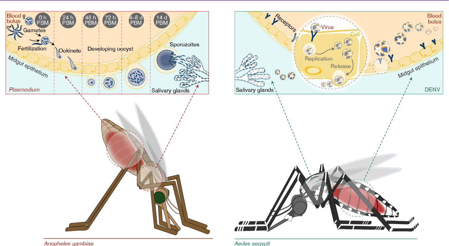 Vector Biology at Collection of Vector Biology free