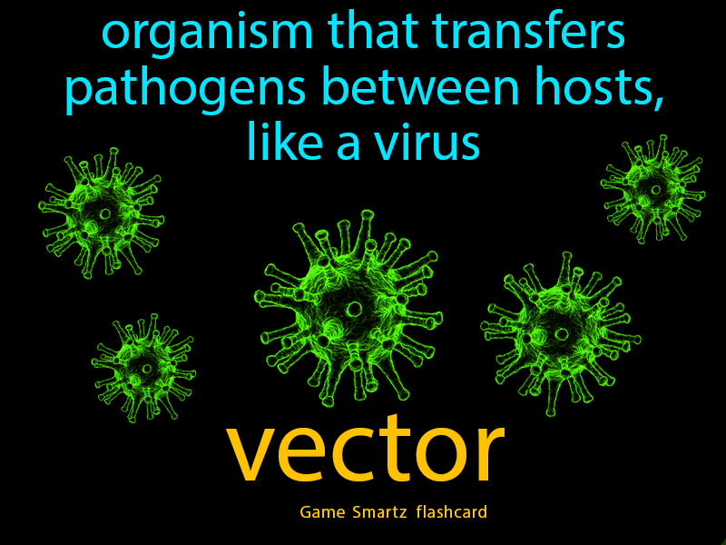 Vector Definition Biology at Collection of Vector