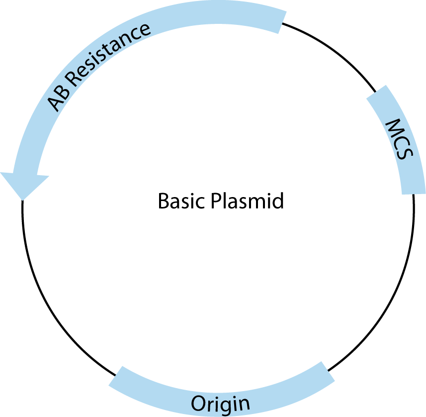 Vector Molecular Biology at Collection of Vector