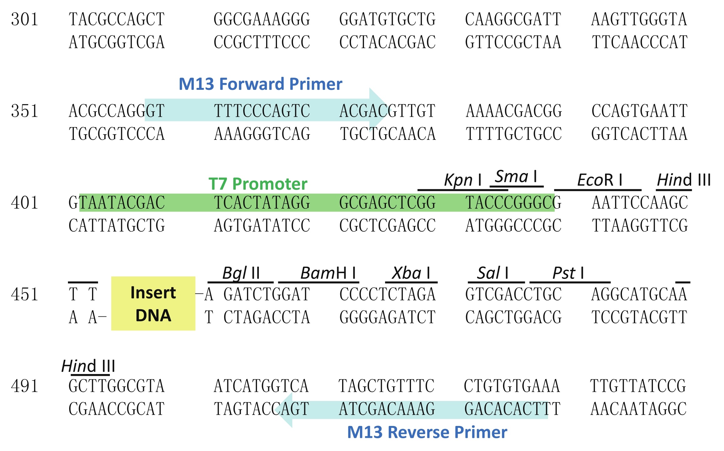 Vector Sequence at Collection of Vector Sequence free