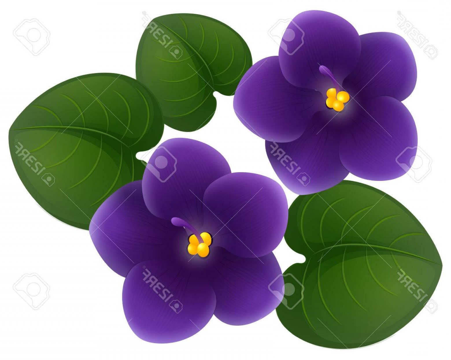 Violet Flower Vector at Collection of Violet Flower Vector free for personal use