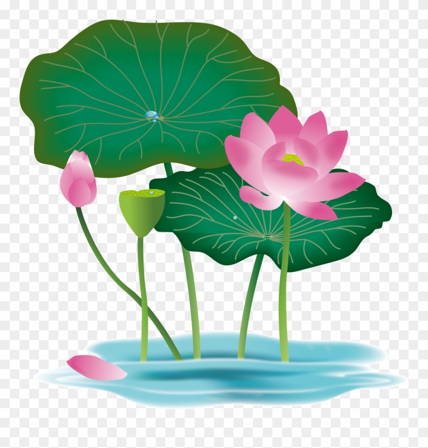 Water Lily Vector at Collection of Water Lily Vector