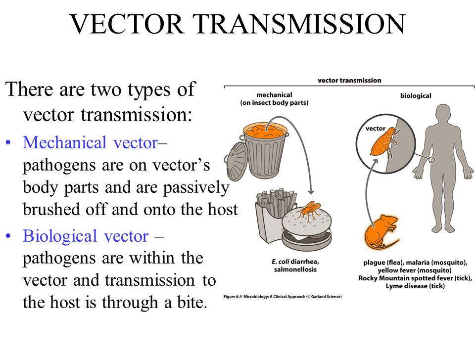 What Is A Biological Vector at Collection of What Is