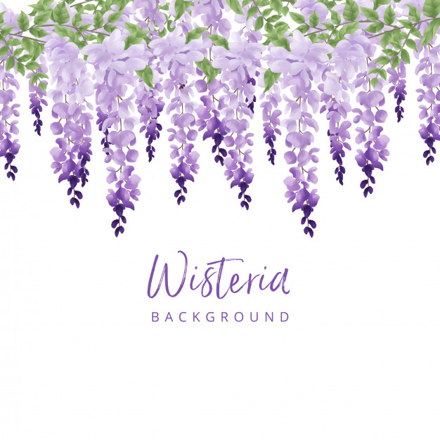 Wisteria Vector at Collection of Wisteria Vector free
