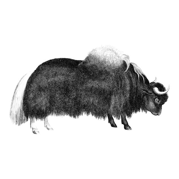 Yak Vector at Collection of Yak Vector free for