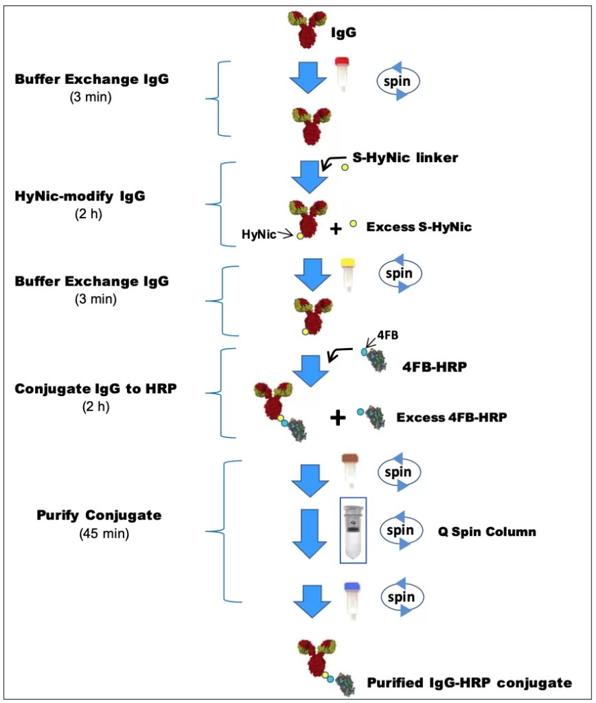 HRP Antibody All-in-One Conjugation Kit