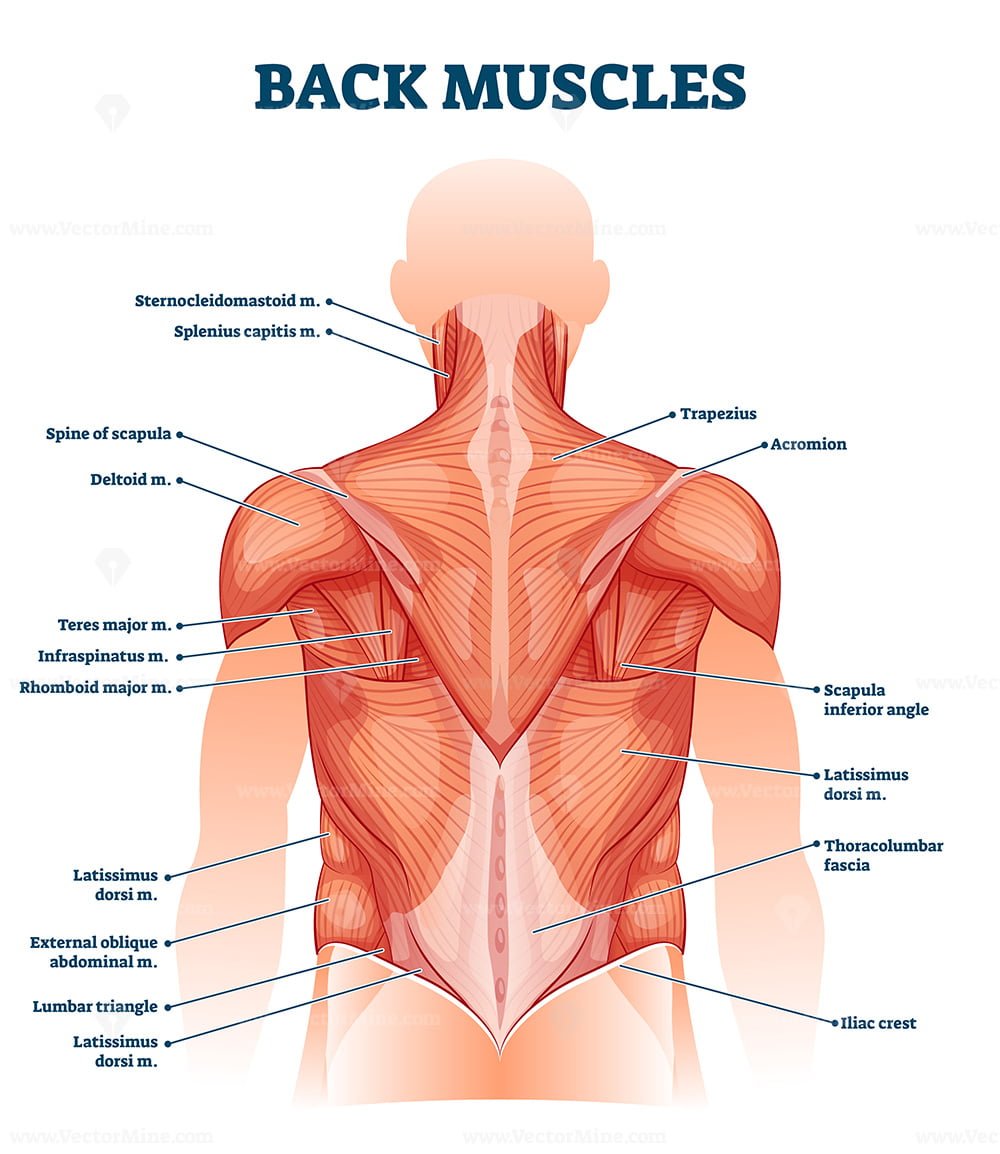 Back muscles labeled anatomical educational body scheme vector
