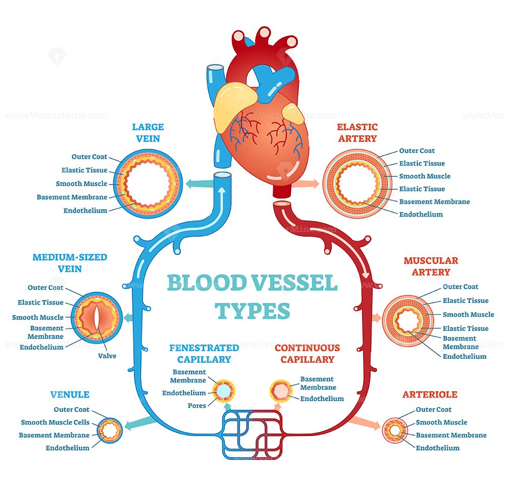 Blood vessel types anatomical diagram VectorMine