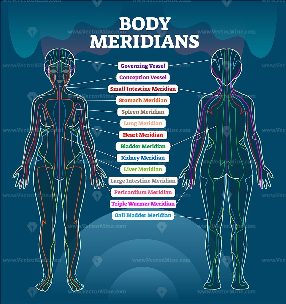 Body meridian system vector illustration scheme, Chinese energy