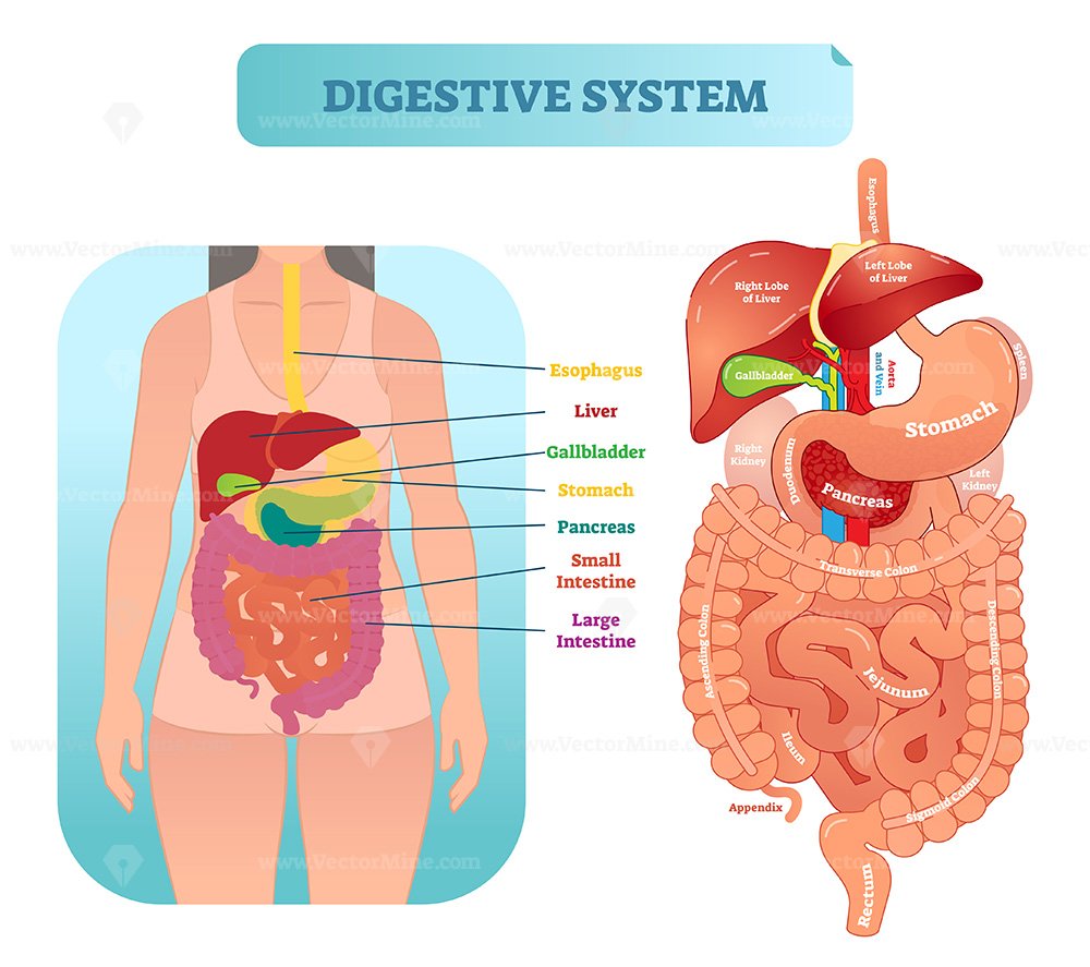 Human digestive system anatomical vector illustration diagram with