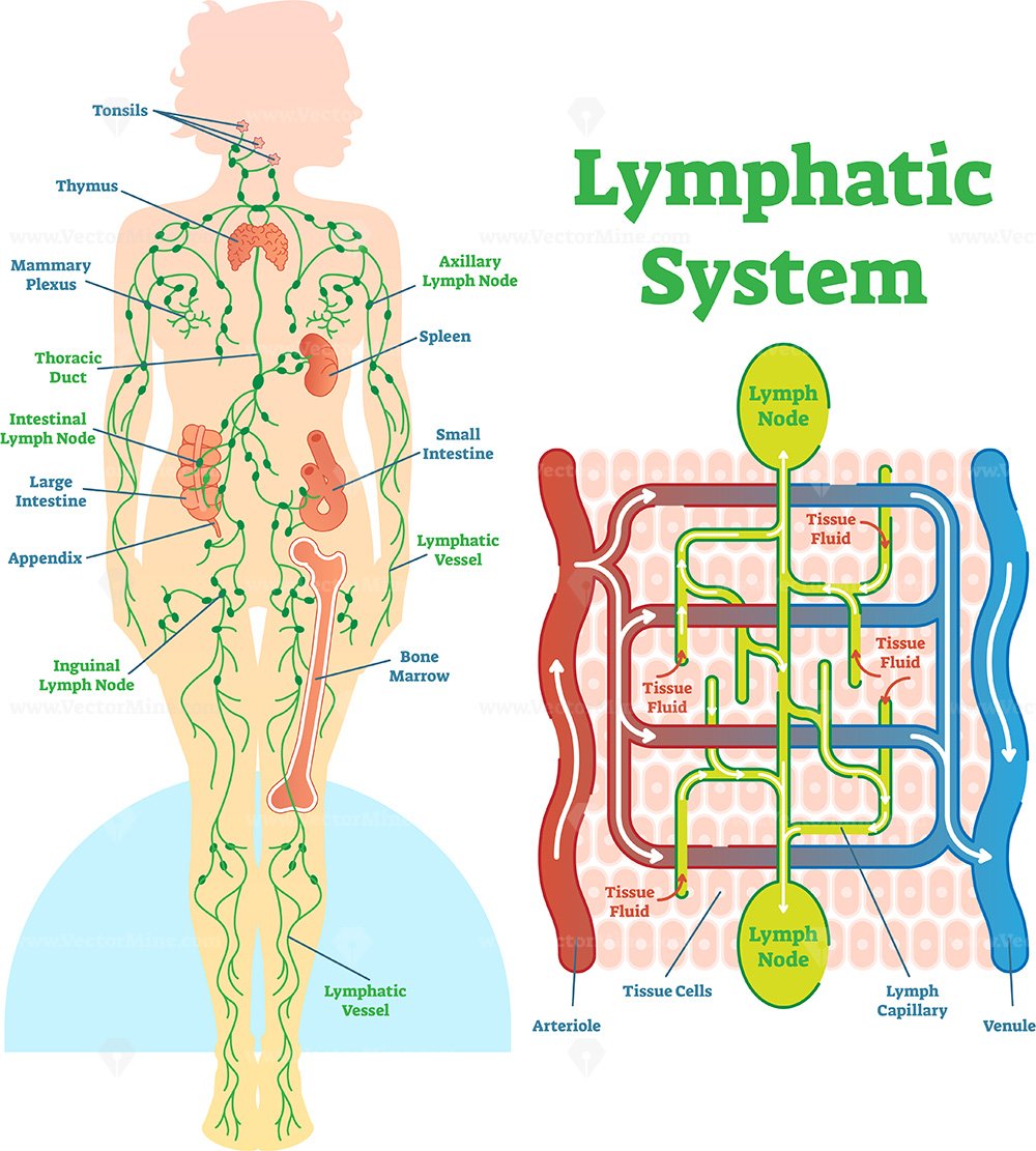 Lymphatic system anatomical vector illustration diagram - VectorMine