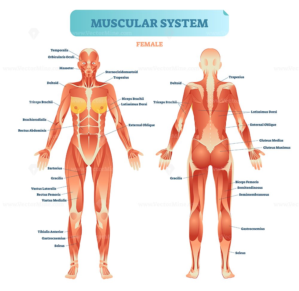 Female muscular system, full anatomical body diagram with muscle scheme