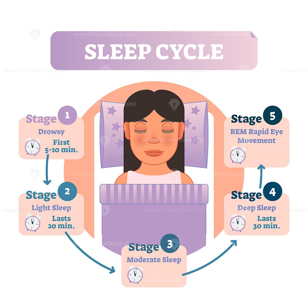 Healthy human sleep cycle vector illustration diagram with female in