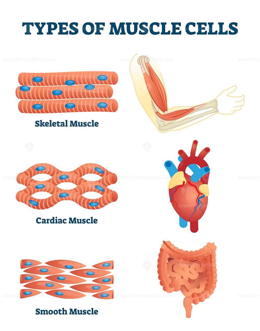 Types of muscle cells vector illustration VectorMine