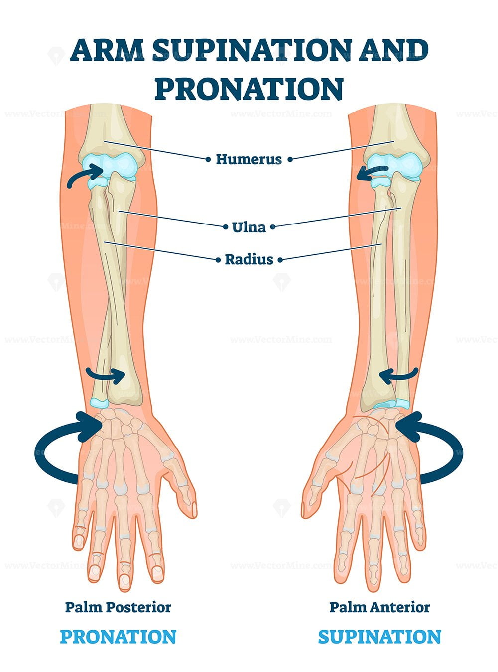 What Is Pronation And Supination Of The Forearm? atelieryuwa.ciao.jp