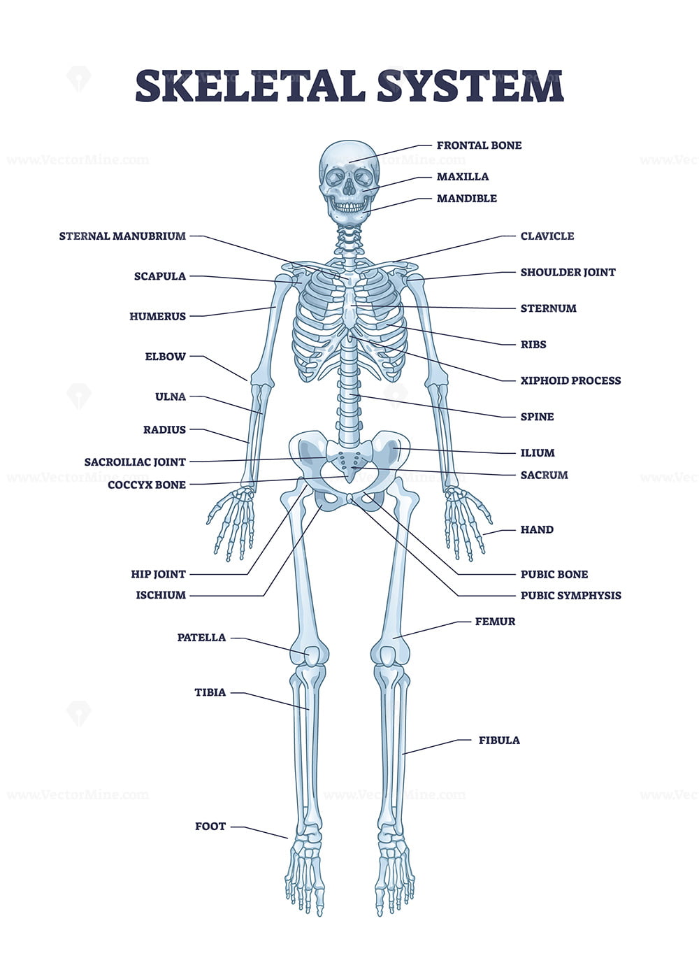 Skeletal System Diagram Labeled