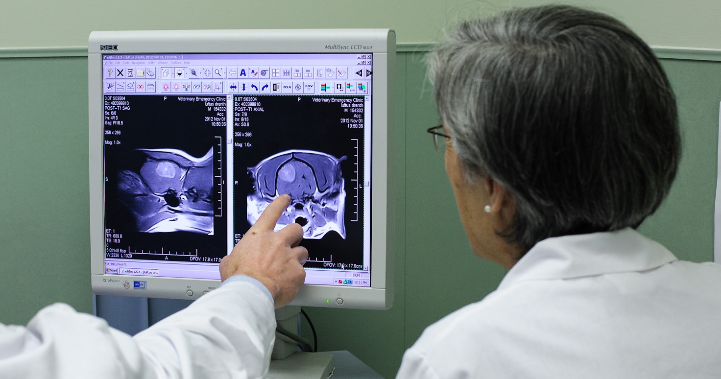 Neurology Veterinary Emergency Clinic