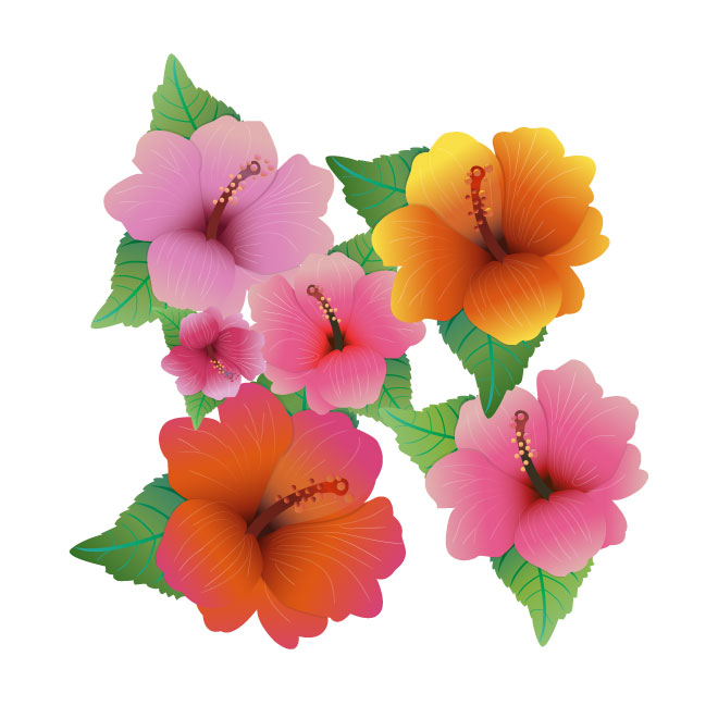 Hibiscus flower image Royalty Free Stock SVG Vector