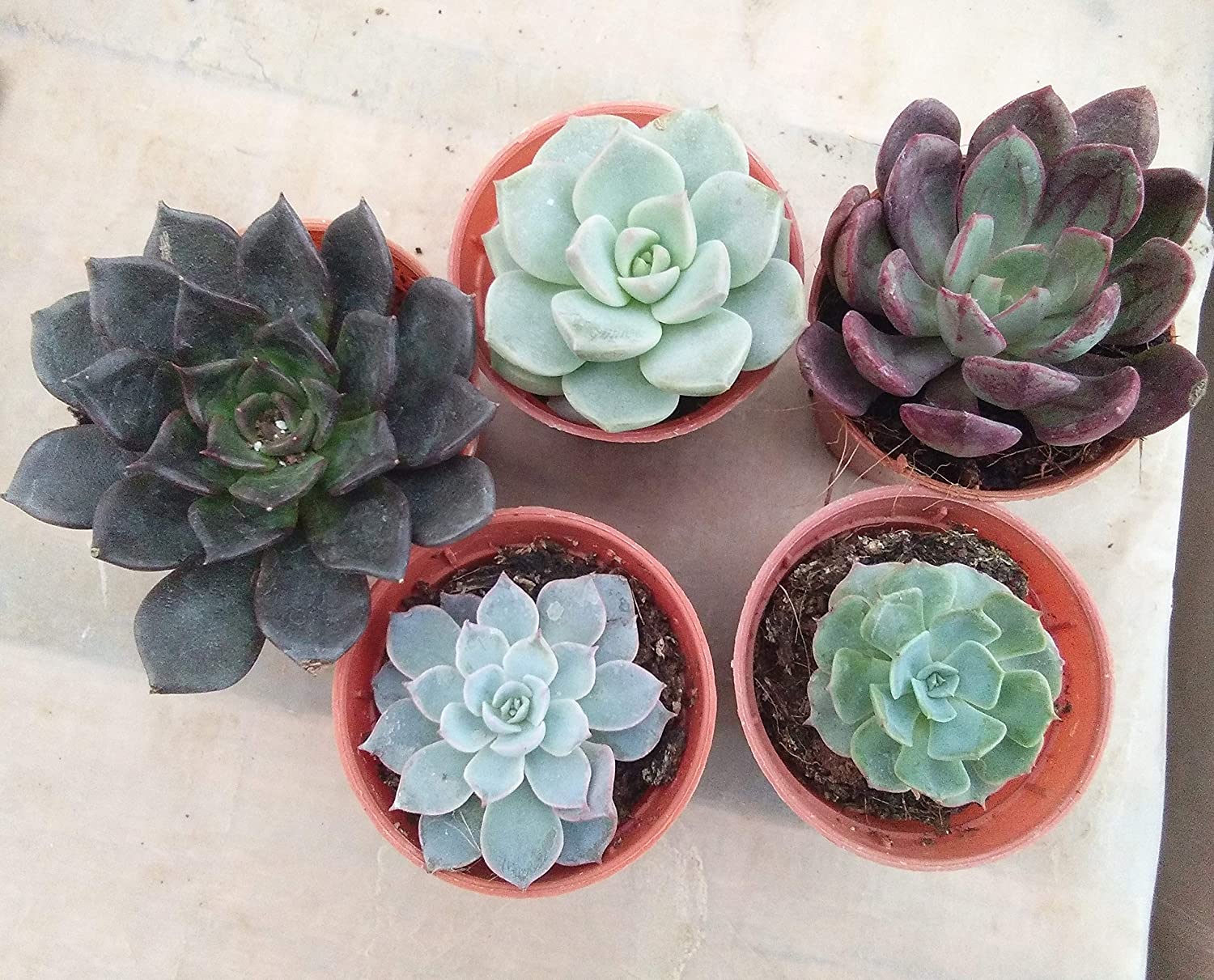 Succulent Plants Vedic Paths