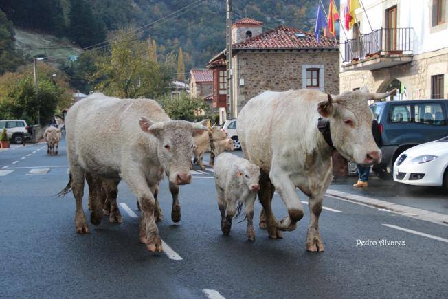 Concentración Comarcal de Razas Puras de Ganado Bovino Vegadeliebana